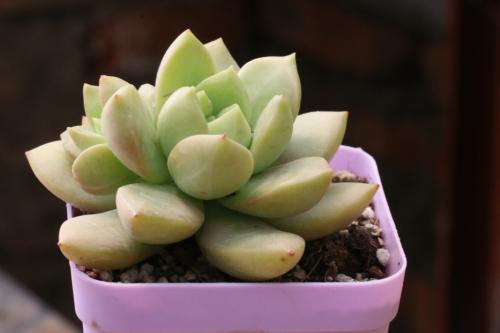 ΢ƵһԽʱյġ˼ߡ