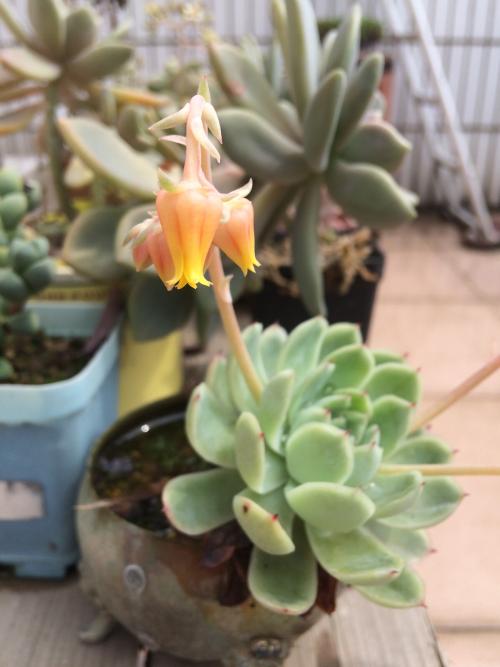 ÁªÍøºô½Ð¡¢ÖÇÄÜ¿µ¸´¡¡ÖÇ»ÛÑøÀÏ¡°Ò»¼ü¡±Ö±´ï