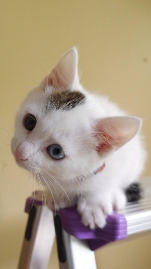 ҹȨͳһǼ202111ʵʩ