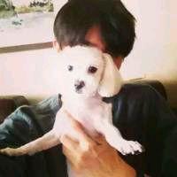 长这样!中国研究团队在南海首次发现神秘喙鲸